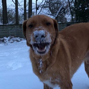 Meet your Posher, Abby